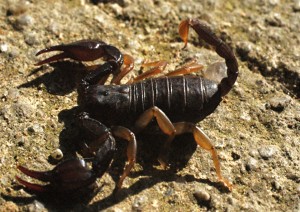 Scorpion 1200x850