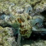 Fiche1_R10 LOUISY Octopus vulgaris